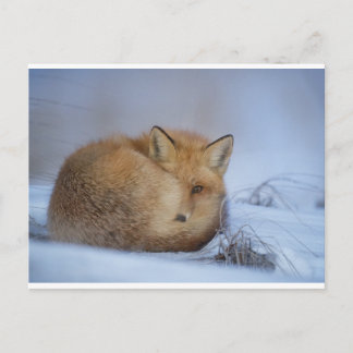 Fox postcard