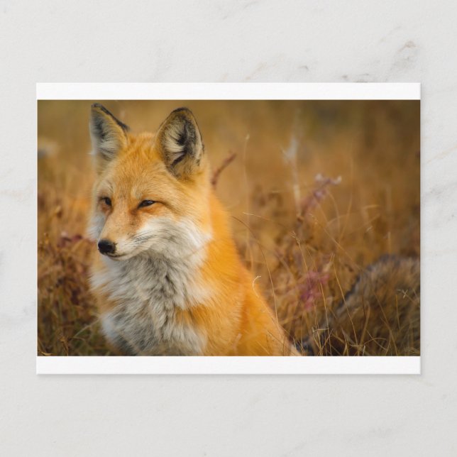 fox postcard (Front)
