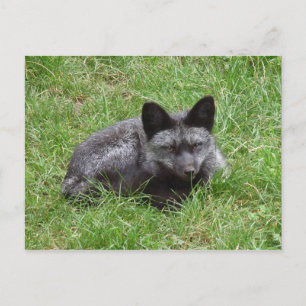 FOX POSTCARD
