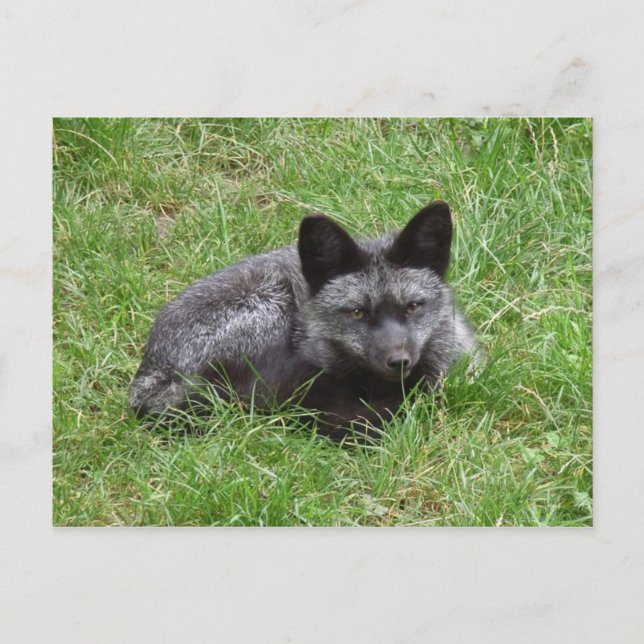 FOX POSTCARD (Front)