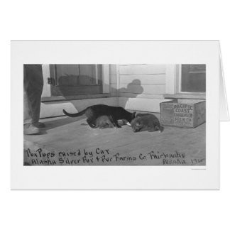 Fox Pups élevés par Cat 1915