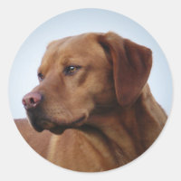 Fox Red Labrador Gundog