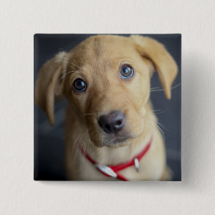 Fox Red Labrador Puppy 2 Inch Square Button