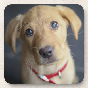 Fox Red Labrador Puppy Coaster