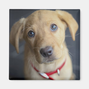 Fox Red Labrador Puppy Magnet