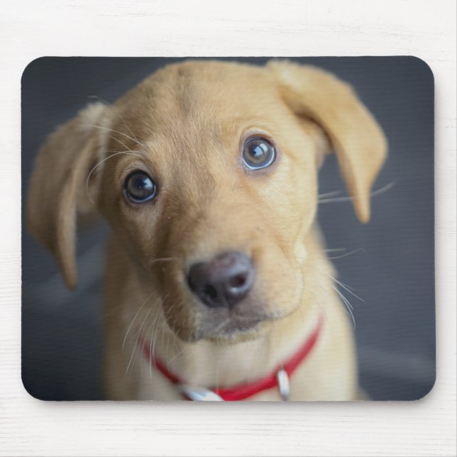 Fox Red Labrador Puppy Mouse Pad (Front)