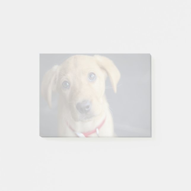 Fox Red Labrador Puppy Post-it Notes (Front)