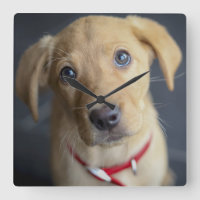 Fox Red Labrador Puppy