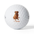 Fox Red Yellow Labrador Retriever Dog