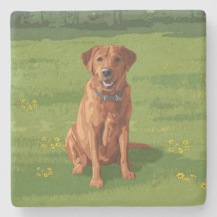Fox Red Yellow Labrador Retriever Dog Stone Coaster