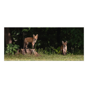 Fox Siblings Outing Photo Print