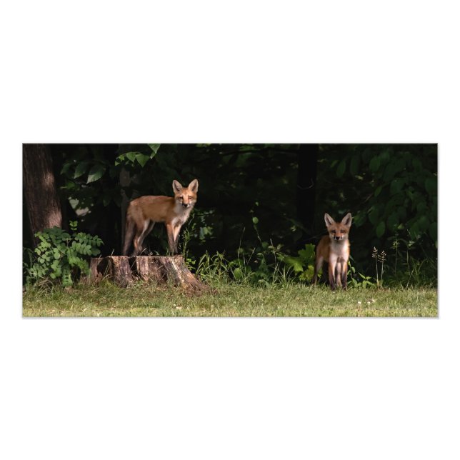 Fox Siblings Outing  Photo Print (Front)
