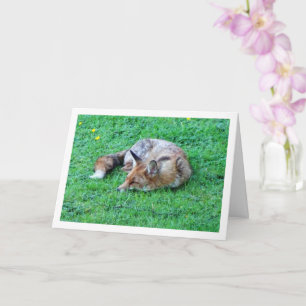 Fox Sleeping on Grass Card