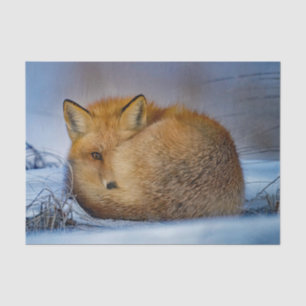 Fox Sleeping Snow Photo Tissue Paper