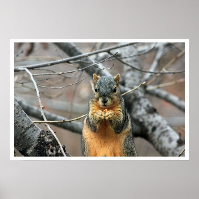 Fox Squirrel in Tree Eating Walnut Poster (Front)