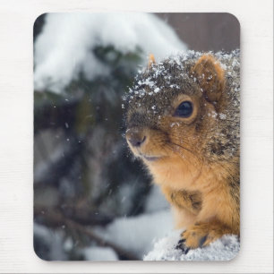 Fox Squirrel in Winter Mouse Pad