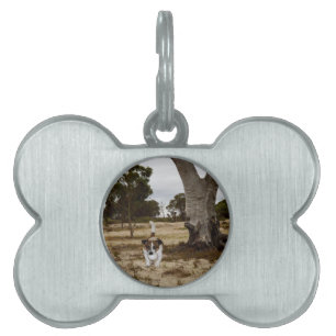 Fox Terrier Ball Play Time, Pet ID Tag