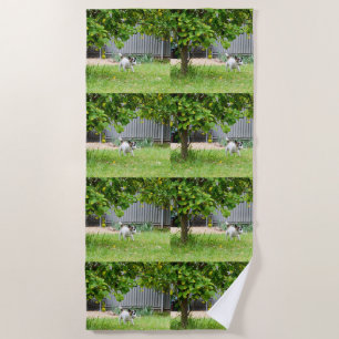 Fox Terrier Funny Scare Face, Beach Towel