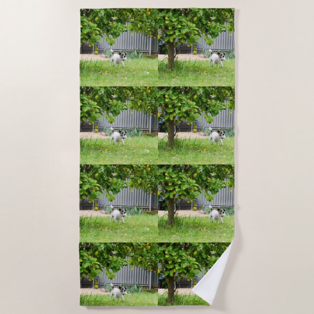 Fox Terrier Funny Scare Face, Beach Towel (Front)