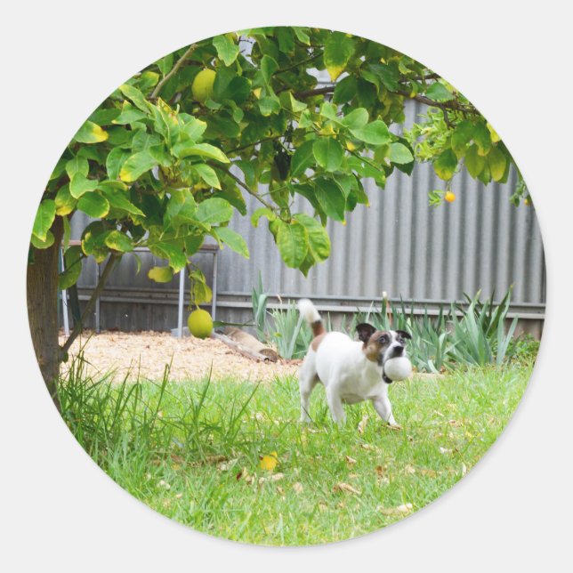 Fox Terrier Funny Scare Face, Classic Round Sticker (Front)
