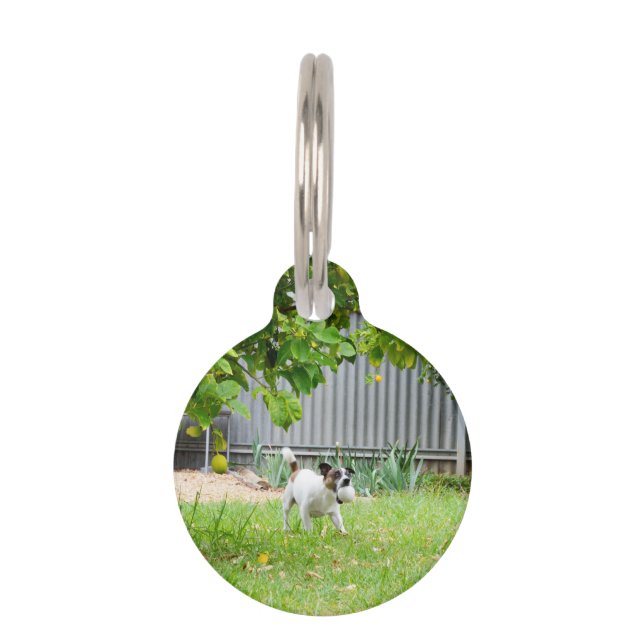 Fox Terrier Funny Scare Face, Pet Tag (Front)