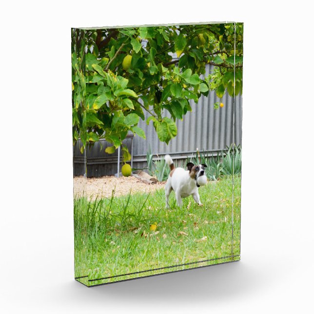 Fox Terrier Funny Scare Face, Photo Block (Left)