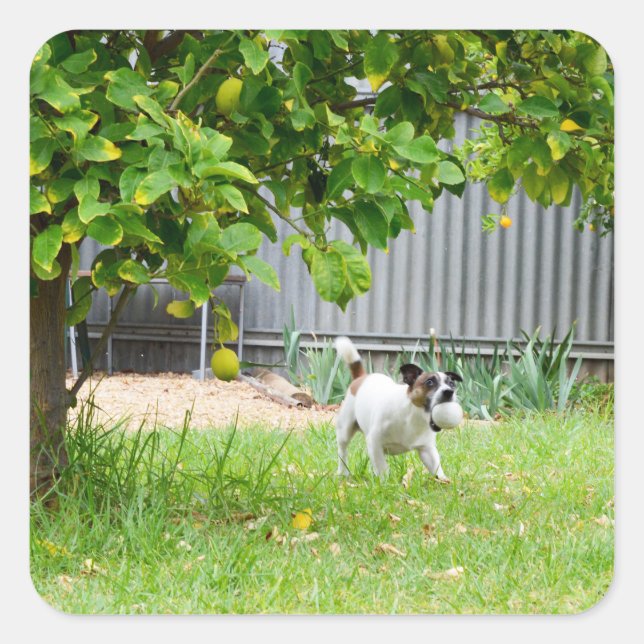 Fox Terrier Funny Scare Face, Square Sticker (Front)