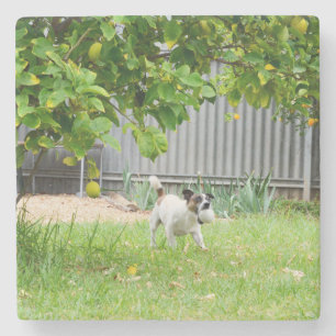 Fox Terrier Funny Scare Face, Stone Coaster