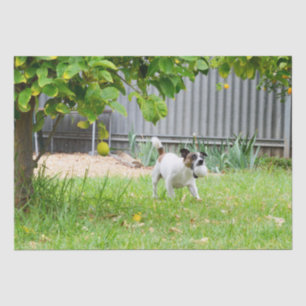 Fox Terrier Funny Scare Face, Tissue Paper