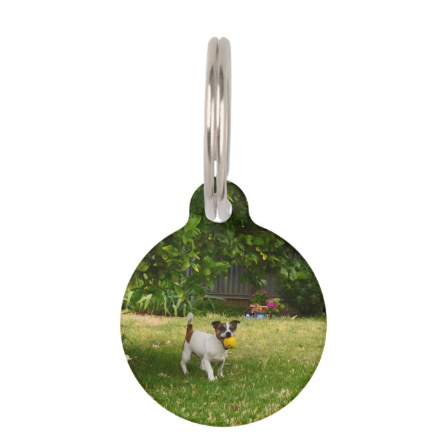 Fox Terrier Happy Days,  Pet Tag (Front)