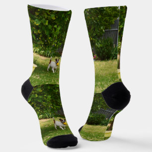 Fox Terrier Happy Days, Socks