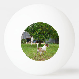 Fox Terrier Leaping Into A Tree, Ping Pong Ball