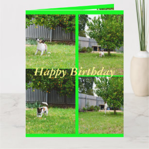 Fox Terrier, Photo Collage, Big Birthday Card