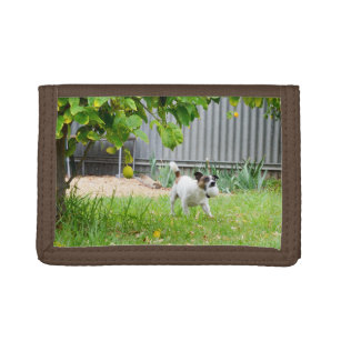 Fox Terrier Scare Face, Trifold Wallet