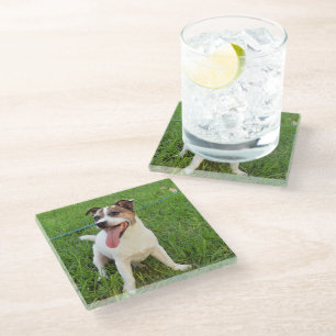 Fox Terrier, Tongue In Cheek, Glass Coaster