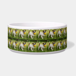Fox Terrier With His Ball In A Pattern, Large Dog