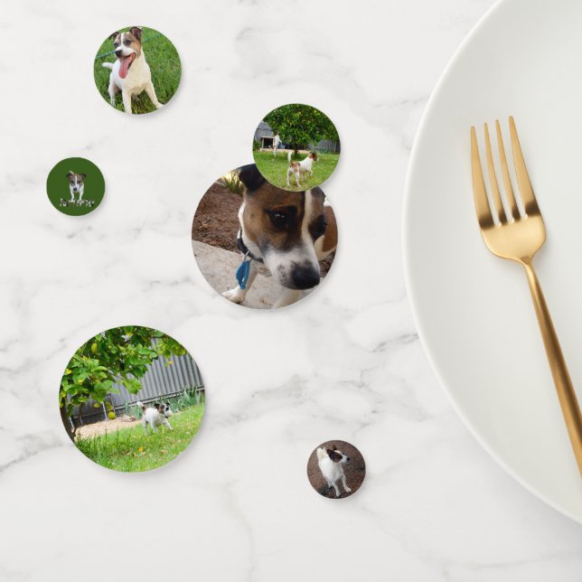 Fox Terriers, Confetti (Group)