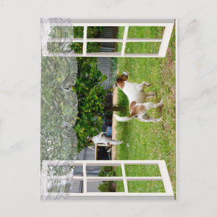 Fox Terriers Exploring The Garden, Postcard