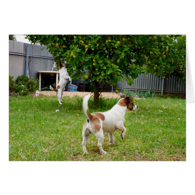 Fox Terriers Play Time, (Front Horizontal)