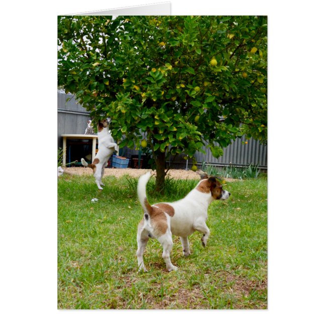 Fox Terriers Play Time, (Front)