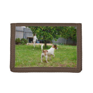 Fox Terriers Playing In The Garden, Trifold Wallet