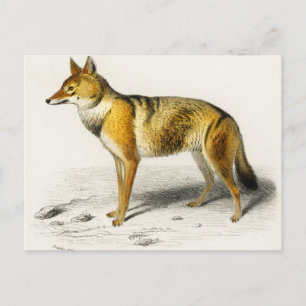 Fox vintage illustrated postcard