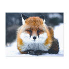 Fox Wild Animals Photograph