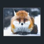 Fox Wild Animals Photograph Postcard<br><div class="desc">Fox Wild Animals Photograph</div>