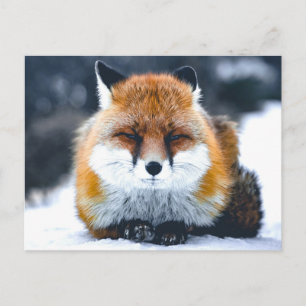 Fox Wild Animals Photograph Postcard