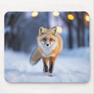 Fox Wildlife Animal On Street Outdoors Mouse Pad