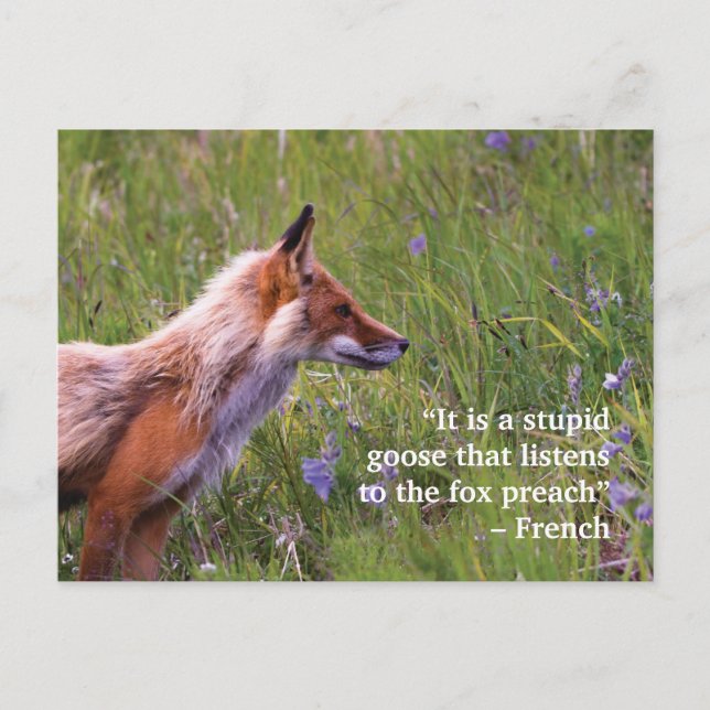 Fox Wildlife Postcard (Front)