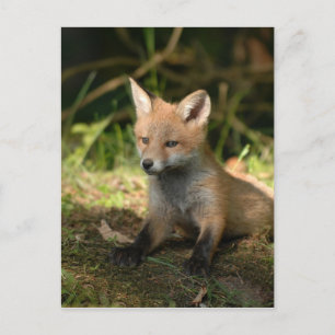 Fox Wildlife Wild Animals Postcard
