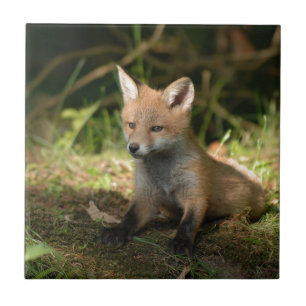 Fox Wildlife Wild Animals Tile