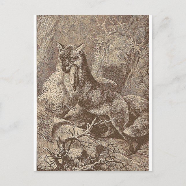 Fox With His Kill Postcard (Front)
